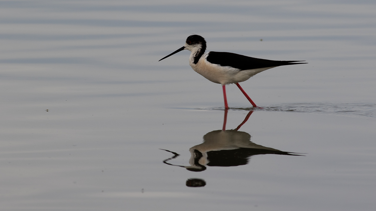 Black-winged Stilt